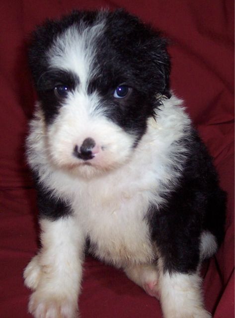 If there is someone who is a sheepadoodle owner and would like to contribute